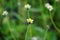 Bidens pilosa (also called ketul kebo) with a natural background