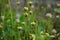 Bidens pilosa (also called ketul kebo) with a natural background