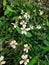 Bidens pilosa or black jack in the backyard