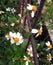 Bidens pilosa or black jack flower on the fence