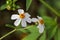 Bidens pilosa flower