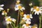 Bidens pilosa flower close up or white spanish needle macro blooming in garden with sunshine morning background