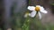 Bidens pilosa flower or white spanish needle macro blooming in garden nature outdoor background