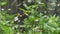 Bidens pilosa flower or white spanish needle macro blooming in garden nature outdoor background