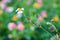 Bidens pilosa seeds and flower