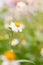 Bidens Pilosa Var. Radiata, wildflowers