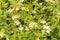 Bidens Pilosa Var. Radiata, wildflowers