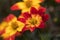 Bidens, red and yellow flower in close-up