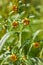 Bidens tripartita close up,