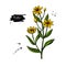 Bidens vector drawing. Isolated apache beggarticks. Medical