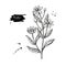 Bidens vector drawing. Isolated apache beggarticks. Medical plant