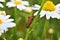 Bidentate stink bug crawling on a stem of chamomile.