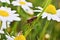 Bidentate stink bug crawling on a stem of chamomile.