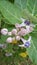 Biduri (Calotropis gigantea), a beautiful purple wildflowers