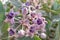 Biduri flowers bloom, Thistle flowers bloom. Calotropis gigantea