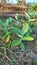 biduri leaf plant or thistle Calotropis gigantea