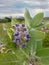 Biduri or thistle plant or calotropis procera with purple flowers growing in the yard