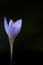 Bieberstein\\\'s Crocus, Crocus speciosus