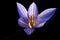 Bieberstein\\\'s Crocus, Crocus speciosus