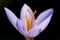 Bieberstein\'s Crocus, Crocus speciosus