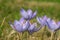 Biebersteins crocus crocus speciosus flowers