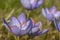 Biebersteins crocus crocus speciosus flowers
