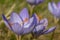 Biebersteins crocus crocus speciosus flowers