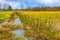 Biebrza river wetlands and nature reserve landscape with irrigation ditch in Mscichy village in Podlasie region of Poland