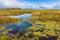 Biebrza river wetlands and nature reserve landscape with Marsh-marigold flowers in Mscichy village in Poland