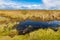 Biebrza river wetlands and nature reserve landscape with Marsh-marigold flowers in Mscichy village in Poland