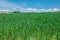 Biei Barley field