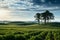 Biei beauty Mind seven hill tree and farm field in summer