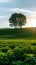 Biei dreams Mind seven hill tree and farm field in summer