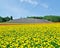 Biei and Furano flower fields, Hokkaido, Japan