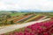 Biei,Hokkaido,Japan-October 2018: Colorful flower field garden and path way at Shikisai-No- Oka, Furano, Biei, Hokkaido