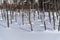 Biei, Japan at Aoike Blue Pond in winter.