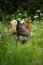 Bielefelder hens in nature background