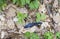 Bielzia coerulans blue slug crawls dry leaves, top view
