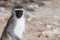 Biepedal vervet monkey