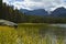 Bierstadt Lake shoreline reeds