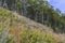 Bierstadt Moraine Aspens and Wildflowers