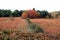 Bierzo vineyard