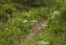 Bieszczady - a mountain range, Poland, Europe; meadows and white flowers.