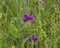 Bieszczady Mountains, Poland - meadows and violet flowers.