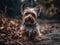 Biewer Terrier dog created with Generative AI technology