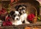 Biewer terrier puppies