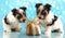 Biewer terrier puppies