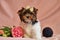 Biewer terrier puppies with bows on the won. Healthy puppy with flowers. At home