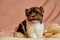 Biewer terrier puppies with bows on the won. Healthy puppy with flowers. At home