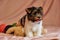 Biewer terrier puppies with bows on the won. Healthy puppy with flowers. At home